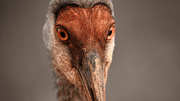 The return of the Sandhill Crane