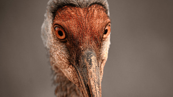 The return of the Sandhill Crane