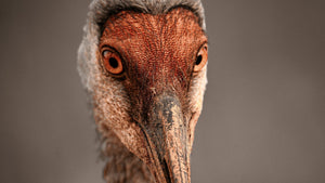 The Return of the Sandhill Crane
