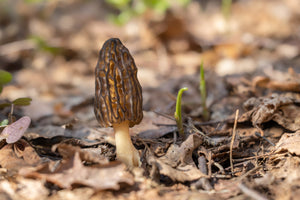 The Complete Guide to Morel Hunting in Northern Michigan